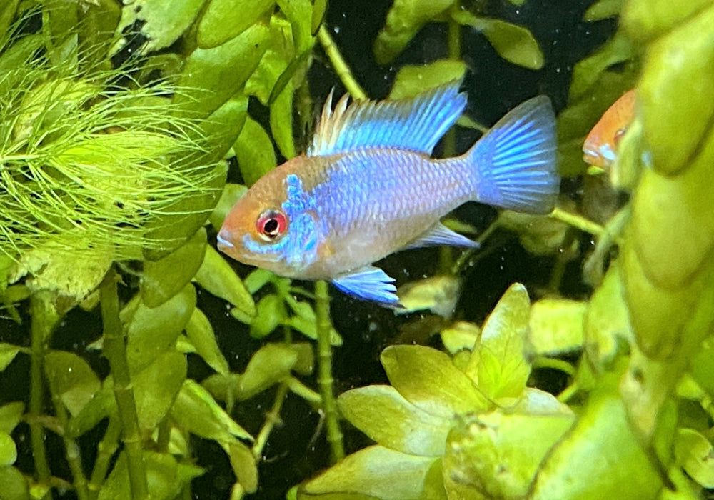 Schmetterlingsbuntbarsch "electric blue" - Mikrogeophagus ramirezi