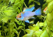 Schmetterlingsbuntbarsch "electric blue" - Mikrogeophagus ramirezi