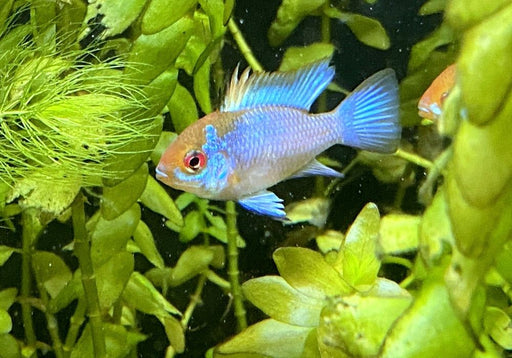 Schmetterlingsbuntbarsch "electric blue" - Mikrogeophagus ramirezi