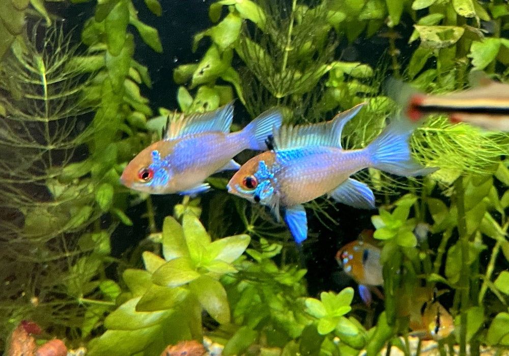 Schmetterlingsbuntbarsch "electric blue lyratail / Schleier" - Mikrogeophagus ramirezi aqua-teck