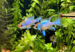 Schmetterlingsbuntbarsch "electric blue lyratail / Schleier" - Mikrogeophagus ramirezi aqua-teck