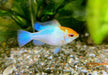 Schmetterlingsbuntbarsch "blue punk" - Microgeophagus ramirezi