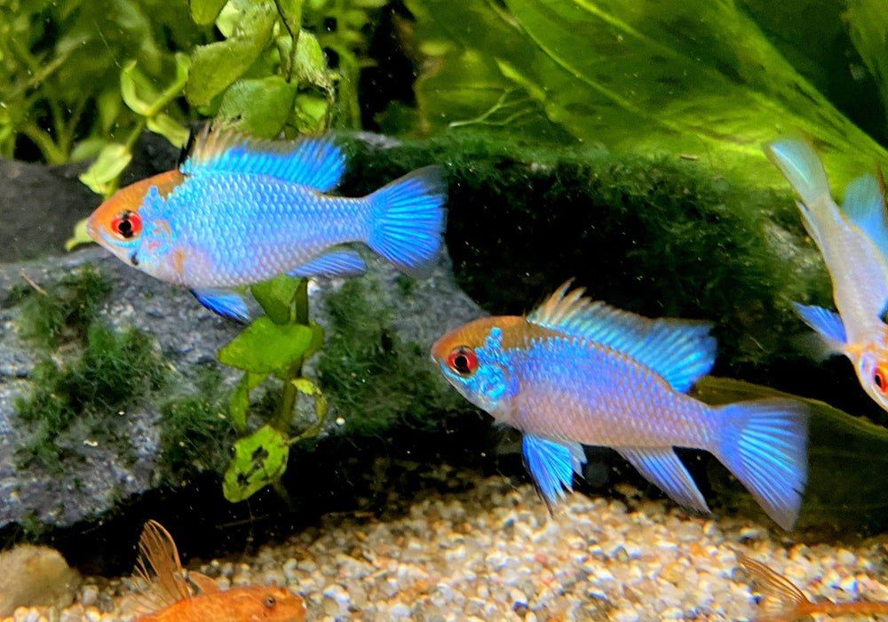 Schmetterlingsbuntbarsch "electric blue" - Mikrogeophagus ramirezi