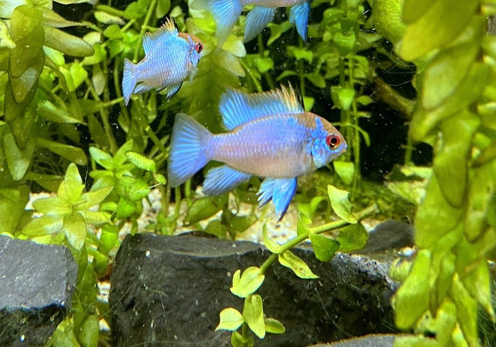 Schmetterlingsbuntbarsch "electric blue" - Mikrogeophagus ramirezi