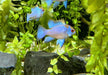 Schmetterlingsbuntbarsch "electric blue" - Mikrogeophagus ramirezi