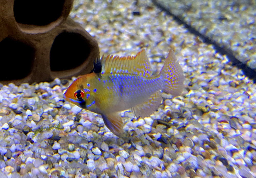 Schmetterlingsbuntbarsch "Diamant" - Mikrogeophagus ramirezi
