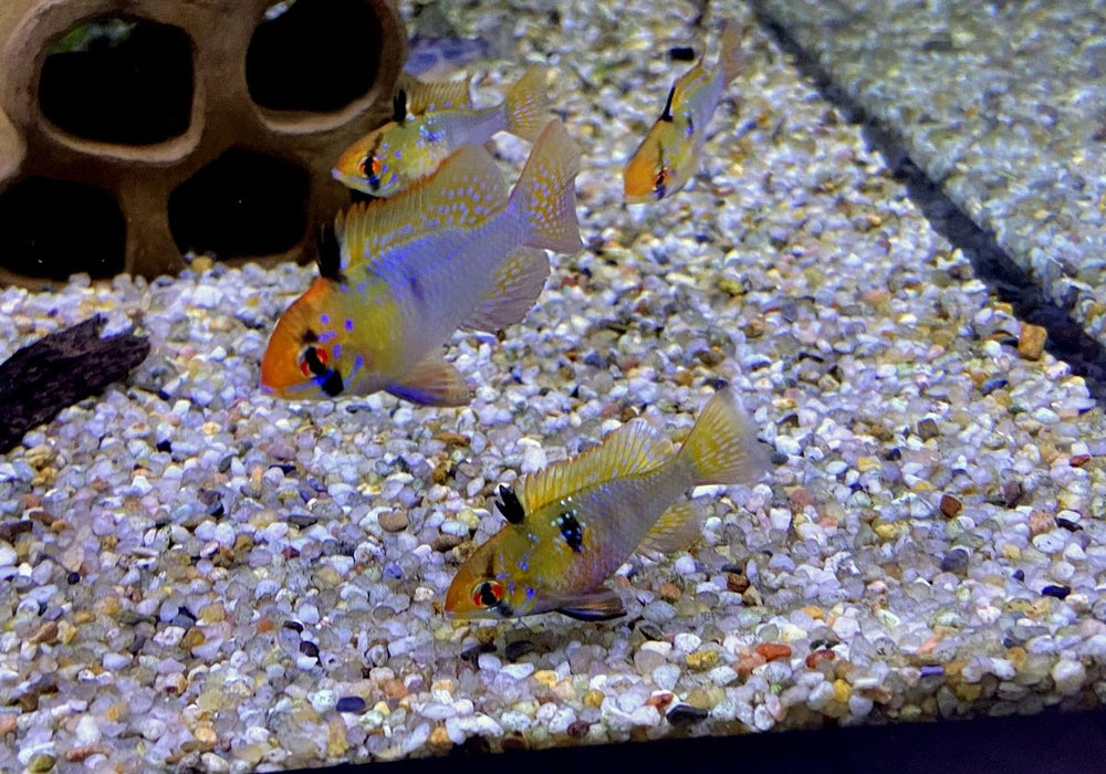 Schmetterlingsbuntbarsch "Diamant" - Mikrogeophagus ramirezi
