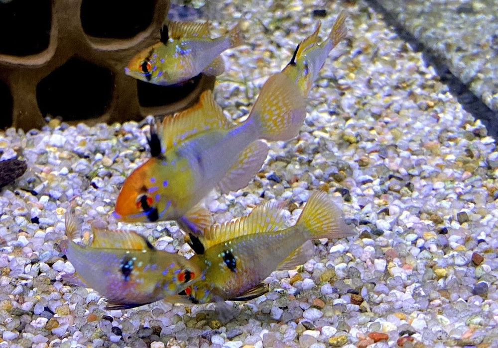 Schmetterlingsbuntbarsch "Diamant" - Mikrogeophagus ramirezi