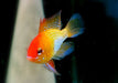 Schmetterlingsbuntbarsch "GOLD" L - Mikrogeophagus ramirezi aqua-teck