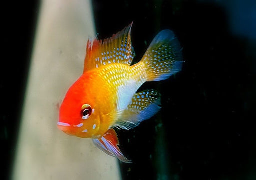 Schmetterlingsbuntbarsch "GOLD" L - Mikrogeophagus ramirezi aqua-teck
