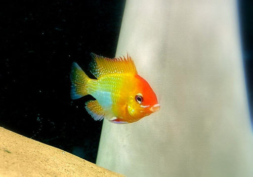 Schmetterlingsbuntbarsch "GOLD" L - Mikrogeophagus ramirezi aqua-teck