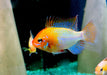 Schmetterlingsbuntbarsch "GOLD" L - Mikrogeophagus ramirezi aqua-teck