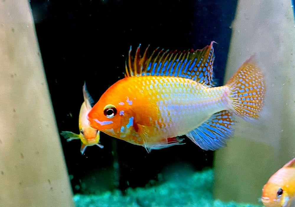 Schmetterlingsbuntbarsch "GOLD" L - Mikrogeophagus ramirezi aqua-teck