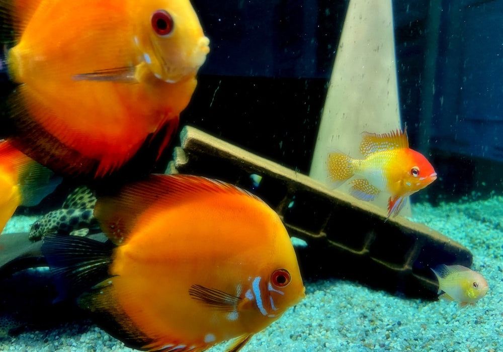 Schmetterlingsbuntbarsch "GOLD" L - Mikrogeophagus ramirezi aqua-teck