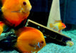 Schmetterlingsbuntbarsch "GOLD" L - Mikrogeophagus ramirezi aqua-teck