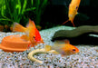 Schmetterlingsbuntbarsch "GOLD" L - Mikrogeophagus ramirezi aqua-teck