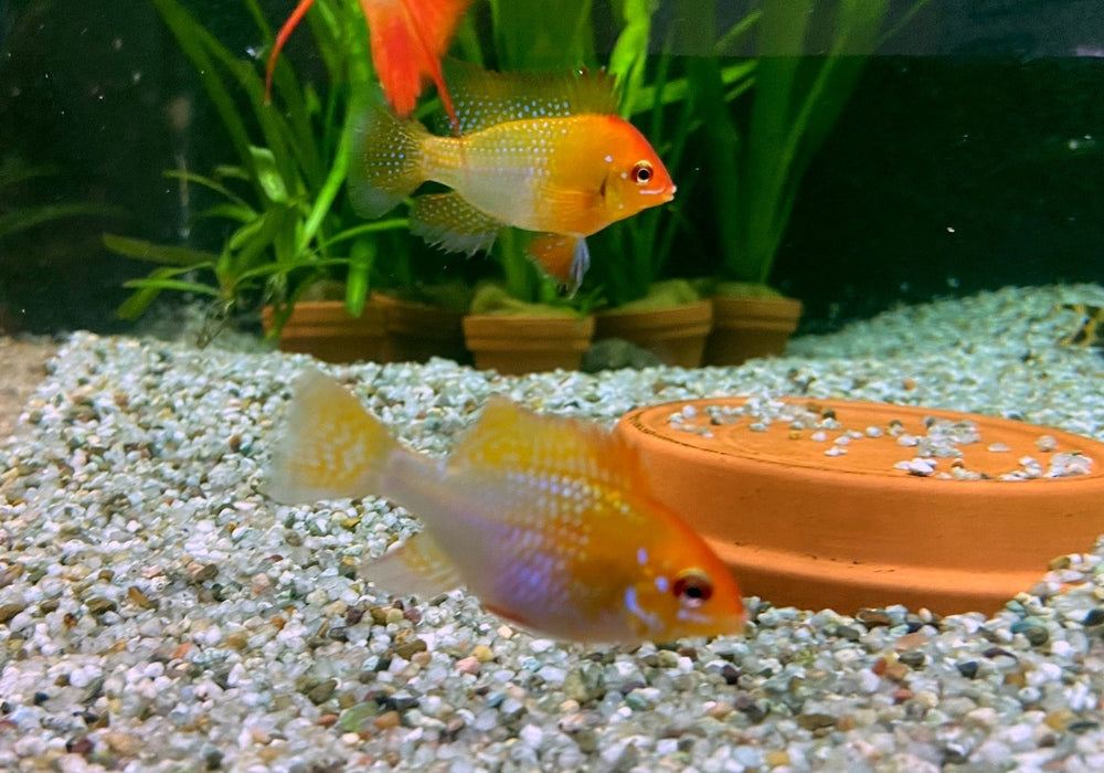 Schmetterlingsbuntbarsch "GOLD" L - Mikrogeophagus ramirezi aqua-teck