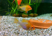 Schmetterlingsbuntbarsch "GOLD" L - Mikrogeophagus ramirezi aqua-teck