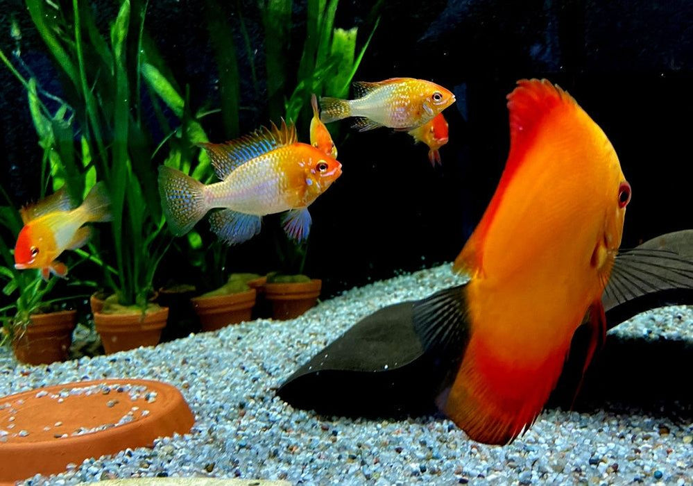 Schmetterlingsbuntbarsch "GOLD" L - Mikrogeophagus ramirezi aqua-teck