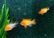 Schmetterlingsbuntbarsch "GOLD" L - Mikrogeophagus ramirezi aqua-teck