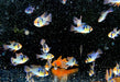 Schmetterlingsbuntbarsch NATURFORM - Mikrogeophagus ramirezi