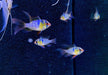 Schmetterlingsbuntbarsch "naturfarben lyratail / Schleier" - Mikrogeophagus ramirezi