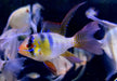 Schmetterlingsbuntbarsch "naturfarben lyratail / Schleier" - Mikrogeophagus ramirezi