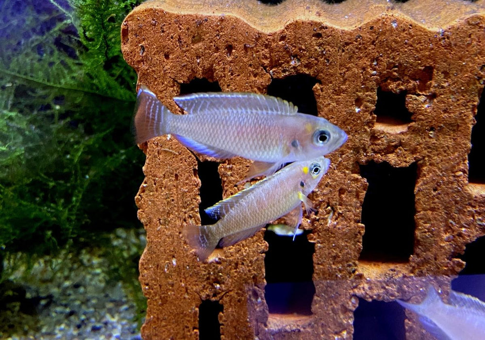 Schneckenbuntbarsch gebändert - Neolamprologus brevis