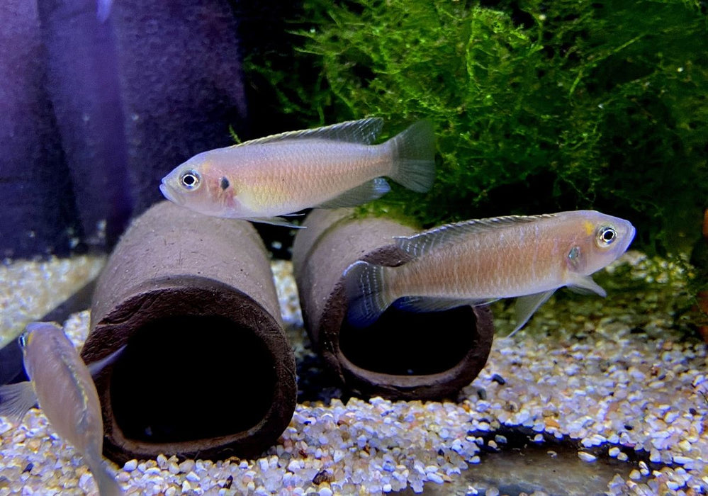 Schneckenbuntbarsch gebändert - Neolamprologus brevis