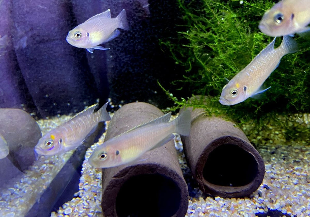 Schneckenbuntbarsch gebändert - Neolamprologus brevis
