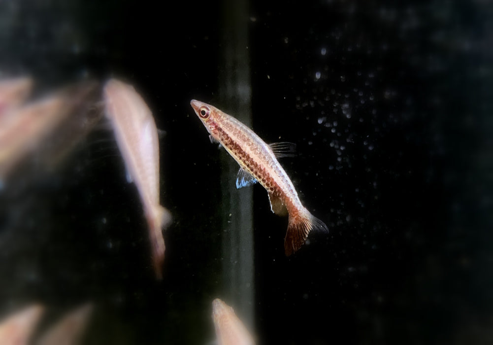 Wieder da! - Spitzmaulziersalmler / Schrägsteher - Nannostomus eques aqua-teck