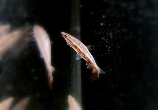 Wieder da! - Spitzmaulziersalmler / Schrägsteher - Nannostomus eques aqua-teck