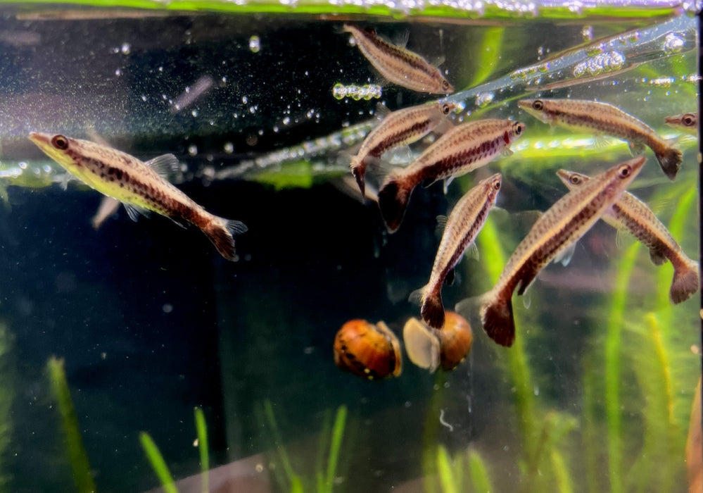 Wieder da! - Spitzmaulziersalmler / Schrägsteher - Nannostomus eques aqua-teck