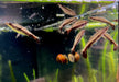 Wieder da! - Spitzmaulziersalmler / Schrägsteher - Nannostomus eques aqua-teck