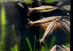 Wieder da! - Spitzmaulziersalmler / Schrägsteher - Nannostomus eques aqua-teck