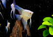 Sealpoint-Skalar 'Platinum' -  Pterophyllum scalare