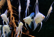 Sealpoint-Skalar 'Platinum' -  Pterophyllum scalare