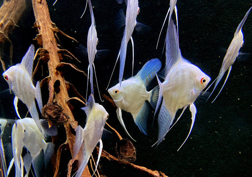 Sealpoint-Skalar 'Platinum' -  Pterophyllum scalare