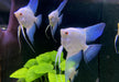 Sealpoint-Skalar 'Platinum' -  Pterophyllum scalare