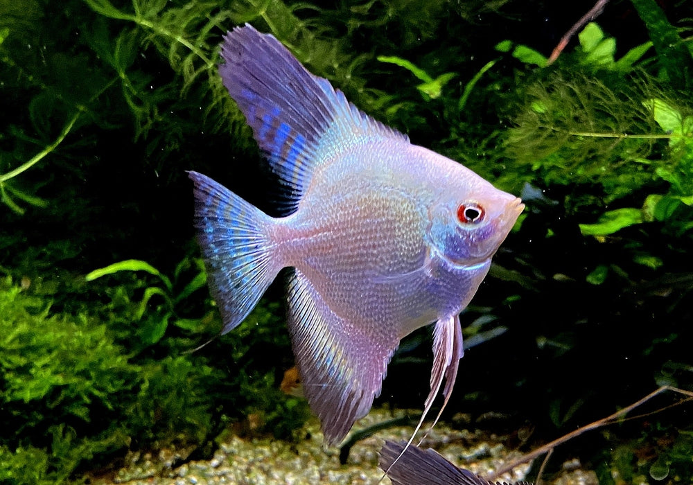 Sealpoint Skalar
Pterophyllum scalare "sealpoint"