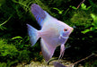 Sealpoint Skalar
Pterophyllum scalare "sealpoint"