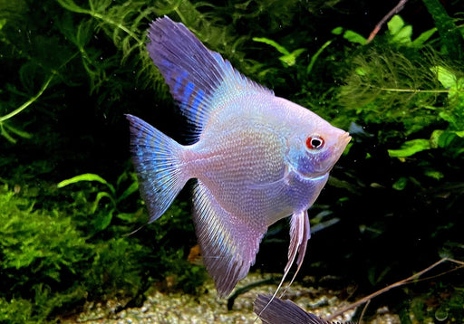 Sealpoint Skalar
Pterophyllum scalare "sealpoint"