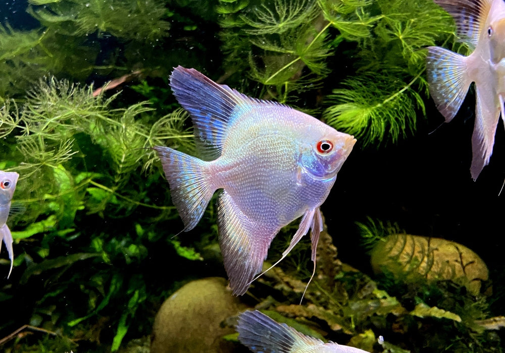 Sealpoint Skalar
Pterophyllum scalare "sealpoint"