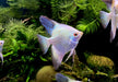 Sealpoint Skalar
Pterophyllum scalare "sealpoint"