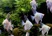 Sealpoint Skalar
Pterophyllum scalare "sealpoint"