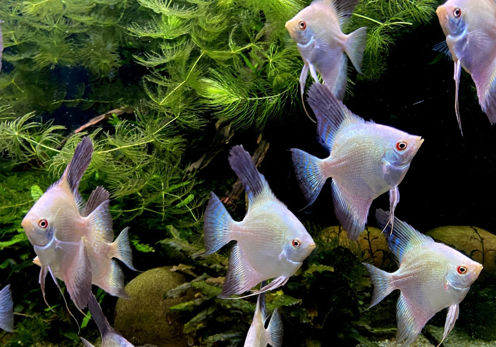 Sealpoint Skalar
Pterophyllum scalare "sealpoint"