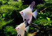 Sealpoint Skalar
Pterophyllum scalare "sealpoint"