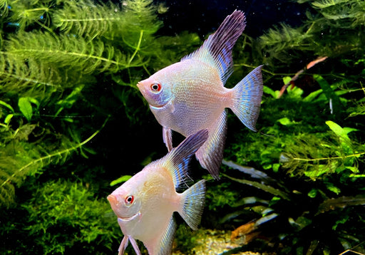 Sealpoint Skalar
Pterophyllum scalare "sealpoint"