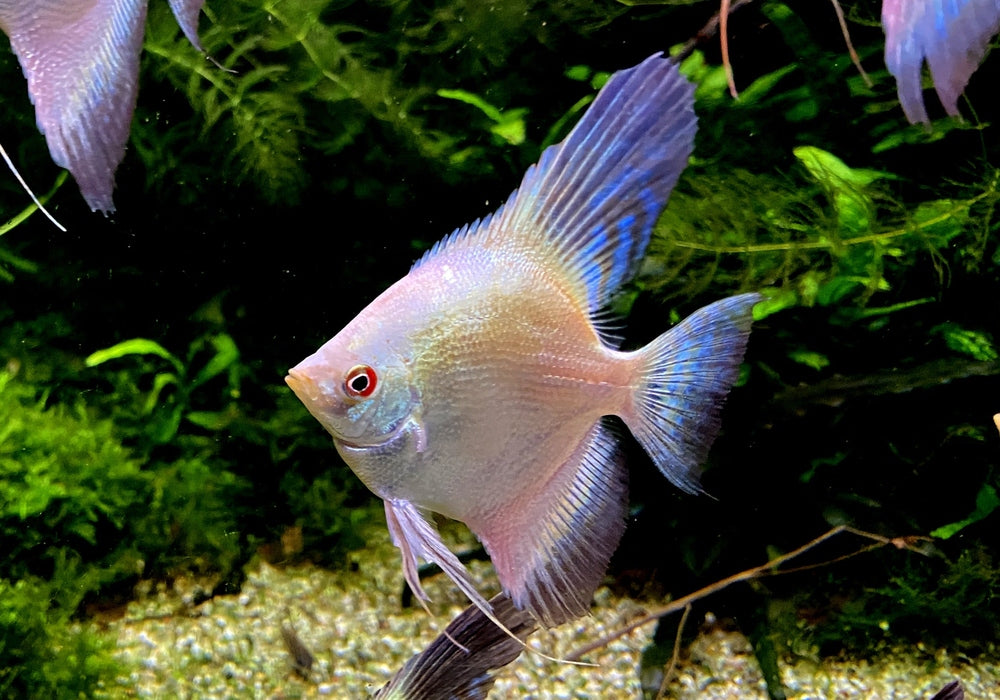Sealpoint Skalar
Pterophyllum scalare "sealpoint"