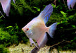 Sealpoint Skalar
Pterophyllum scalare "sealpoint"